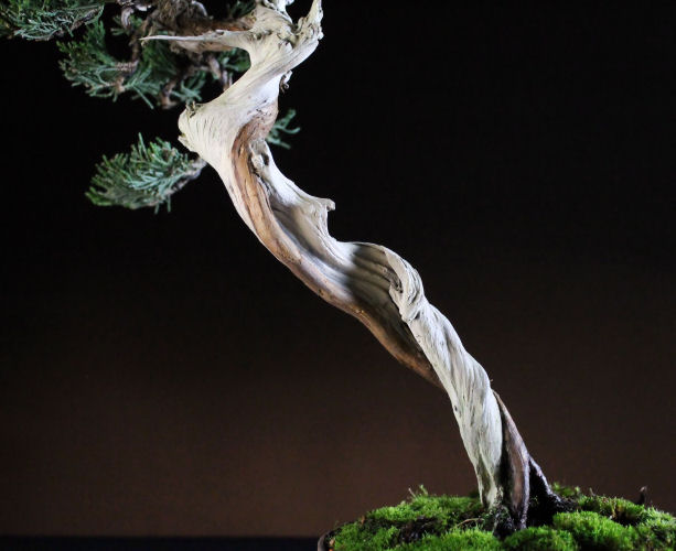 juniper bonsai detail